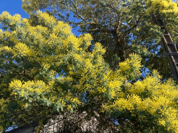 Lire la suite à propos de l’article Depuis Pornic, le temps des mimosas