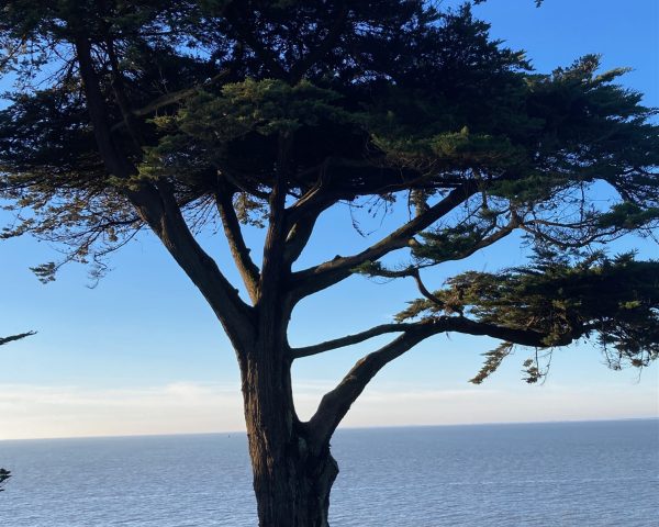 Lire la suite à propos de l’article Le cyprès de Lambert, sentinelle de Pornic