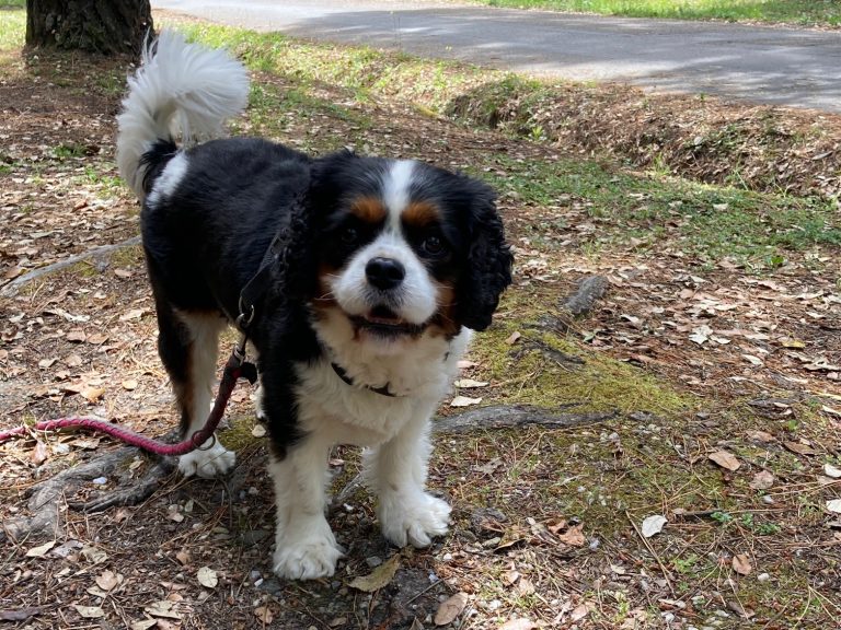 Lire la suite à propos de l’article 3 balades avec son chien à Pornic quand les plages sont interdites